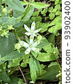 Akebonoso 93902400