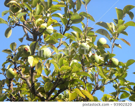 Quince fruit ripening yellow soon 93902820