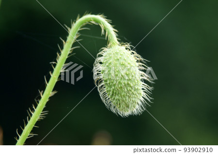 與蜘蛛網纏繞的罌粟花蕾 93902910