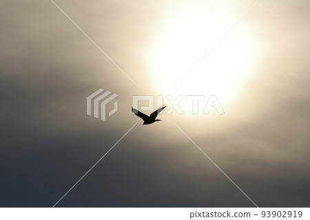 Bird and sun 93902919