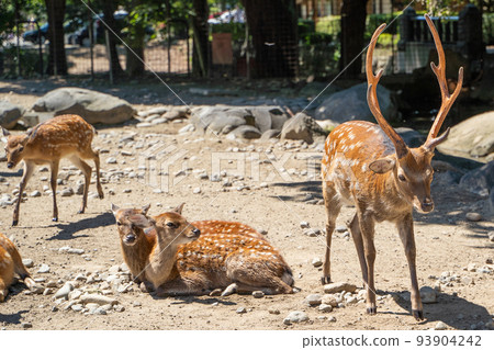 How deer are slaughtered 93904242