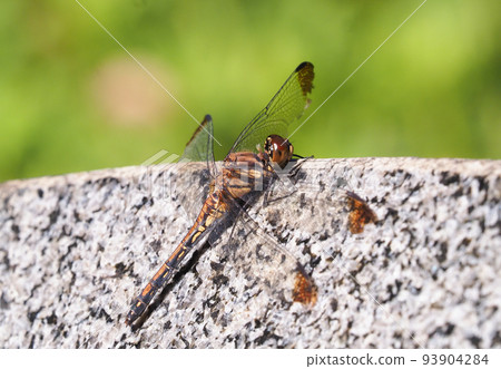 Noshime蜻蜓（雌性，翅膀受損） 93904284