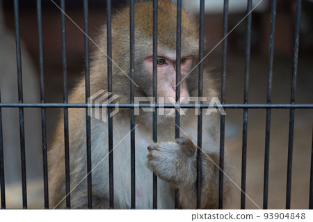 Japanese monkey Manriki Park, Yamanashi Prefecture Japanese monkey Manriki Park, Yamanashi Prefecture 93904848