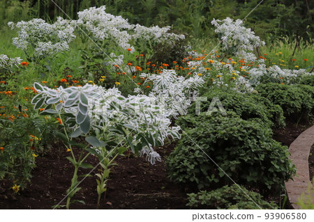 Hatsukisou and marigold flowers blooming in a summer park in Japan Hatsukisou and marigold flowers blooming in a summer park in Japan 93906580