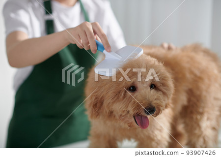 Closeup image of groomer brushing small dog to remove excess hair from coat Closeup image of groomer brushing small dog to remove excess hair from coat 93907426