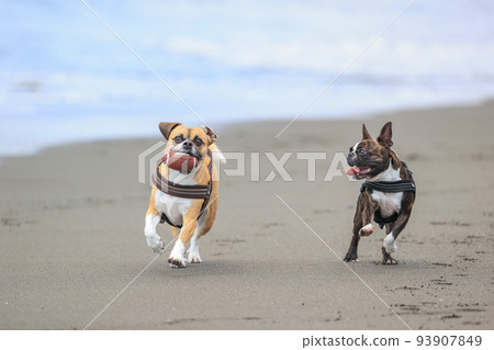 Dog playing in the sea Dog playing in the sea 93907849