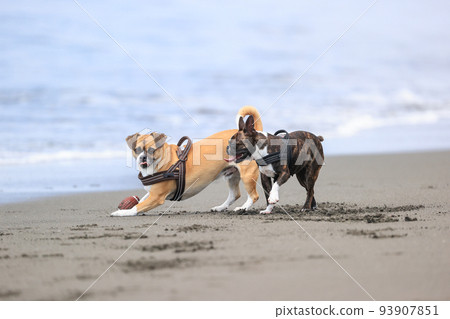 Dog running on the beach 93907851