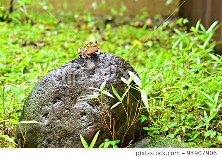 雨天出現在花園裡的青蛙的形象照片 93907906