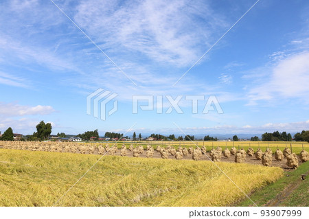 Iwate, Oshu City, Rural scenery during the harvest season and rice straw drying (honnyo) 93907999