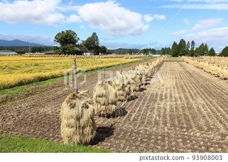 Iwate, Oshu City, Rural scenery during the harvest season and rice straw drying (honnyo) 93908003