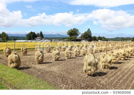 Iwate, Oshu City, Rural scenery during the harvest season and rice straw drying (honnyo) Iwate, Oshu City, Rural scenery during the harvest season and rice straw drying (honnyo) 93908006