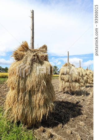 Iwate, Oshu City, Rural scenery during the harvest season and rice straw drying (honnyo) 93908015
