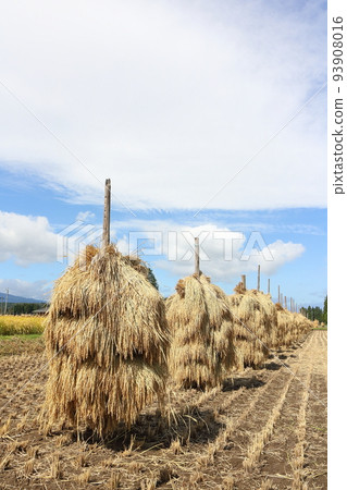 Iwate, Oshu City, Rural scenery during the harvest season and rice straw drying (honnyo) 93908016
