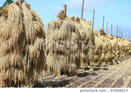 Iwate, Oshu City, Rural scenery during the harvest season and rice straw drying (honnyo) Iwate, Oshu City, Rural scenery during the harvest season and rice straw drying (honnyo) 93908023