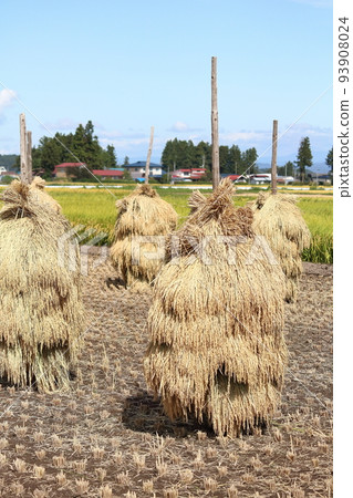 Iwate, Oshu City, Rural scenery during the harvest season and rice straw drying (honnyo) Iwate, Oshu City, Rural scenery during the harvest season and rice straw drying (honnyo) 93908024