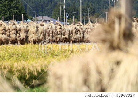 Iwate, Oshu City, Rural scenery during the harvest season and rice straw drying (honnyo) 93908027