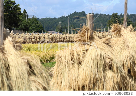 岩手、奧州市、收穫季節的田園風光和稻草乾燥（honnyo） 93908028