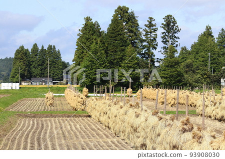 Iwate, Oshu City, Rural scenery during the harvest season and rice straw drying (honnyo) Iwate, Oshu City, Rural scenery during the harvest season and rice straw drying (honnyo) 93908030
