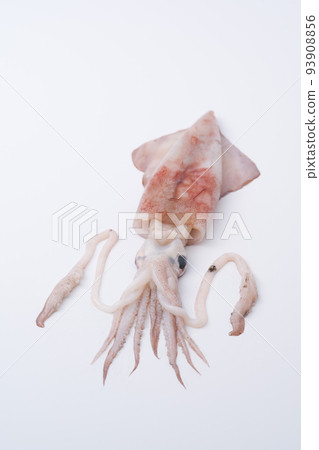 squid squid 93908856