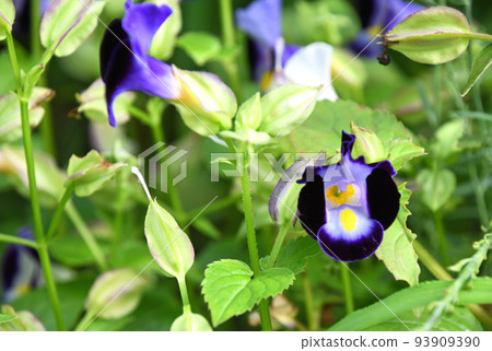 Torenia Torenia 93909390