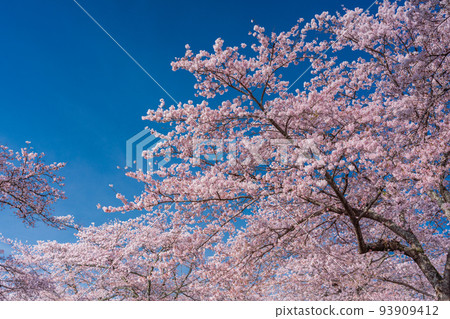 Cherry blossoms in full bloom against the blue sky Hanami 93909412