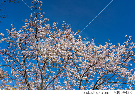 Cherry blossoms in full bloom against the blue sky Hanami 93909438