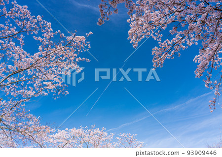 Cherry blossoms in full bloom against the blue sky Hanami 93909446