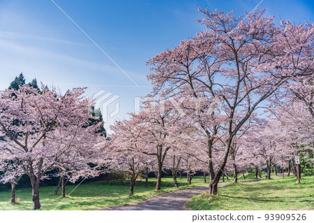 Cherry blossoms in full bloom against the blue sky Hanami 93909526