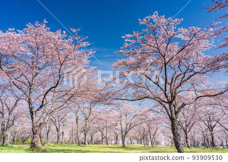 Cherry blossoms in full bloom against the blue sky Hanami 93909530