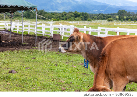 jersey cows grazing 93909553