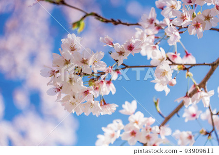 Cherry blossoms in full bloom shining in the blue sky 93909611