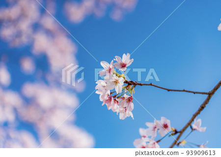 Cherry blossoms in full bloom shining in the blue sky Cherry blossoms in full bloom shining in the blue sky 93909613