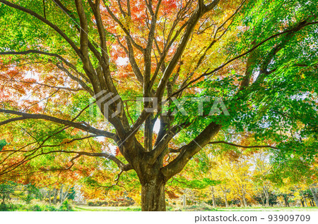 大峰高原的紅葉 93909709