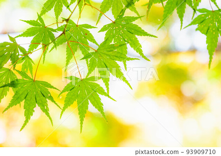 綠色的秋葉 綠色的秋葉 93909710