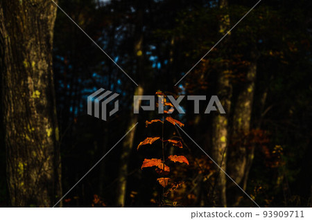 森林裡的紅色秋葉 93909711
