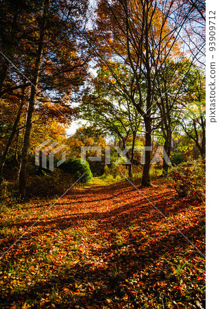 Omine Kogen White Birch Forest Fallen Leaves Promenade 93909712