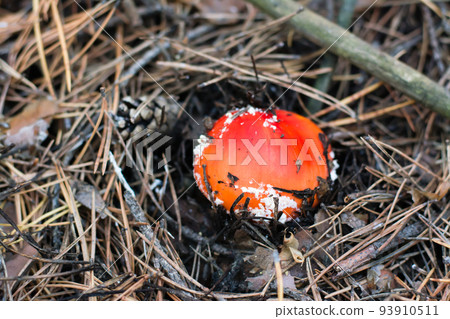 A small fly agaric with a red cap and white spots grows in a coniferous forest 93910511