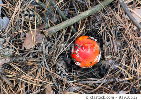 A small fly agaric with a red cap and white spots grows in a coniferous forest. Top view A small fly agaric with a red cap and white spots grows in a coniferous forest. Top view 93910512