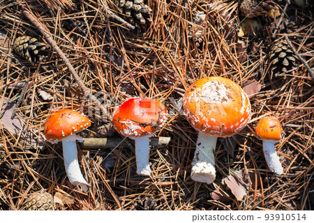 Fresh cut amanita on forest needles in sunlight. Collection of mushrooms for microdosing. Alternative medicine 93910514