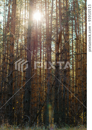 Dense coniferous forest. The sun's rays make their way through the old gnarled trunks of pine trees. Vertical view Dense coniferous forest. The sun's rays make their way through the old gnarled trunks of pine trees. Vertical view 93910515
