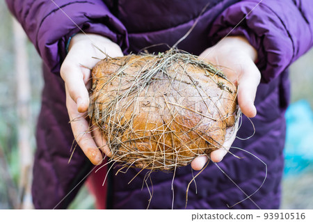 Very large fresh oiler mushroom in female hands in the forest. Mushroom picking. Lifestyle. Vegetarian food 93910516