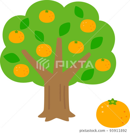 有果子的橘子樹 93911892