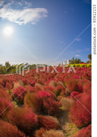 Ruru公園的地膚子(大分縣Kikiki市) Ruru公園的地膚子(大分縣Kikiki市) 93912153