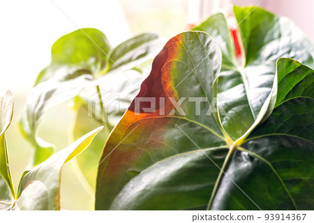 Leaves diseases of Anthurium. Leaves have brown spots and dry. Leaf blight or leaf spot. Indoor Plant Problems. Improper care 93914367