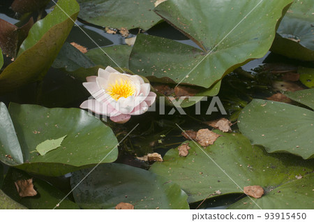 White water lilies surrounded by leaves 93915450