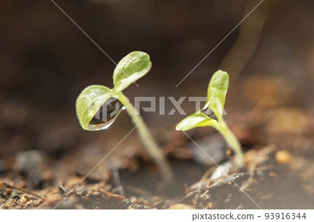 Germinated sprout 93916344