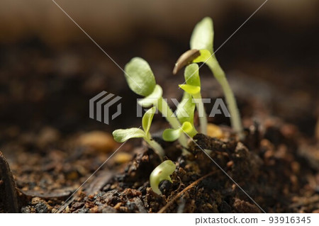 Germinated sprout 93916345