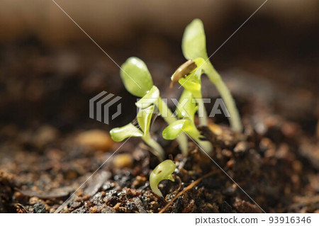 Germinated sprout 93916346