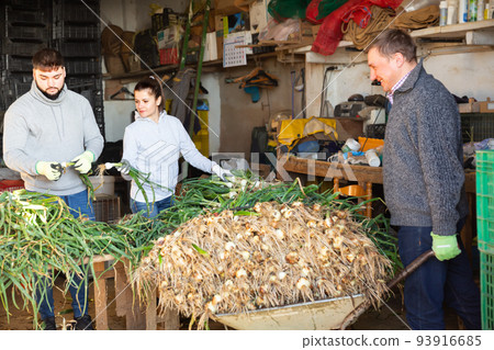 Ordinary family sorting harvested green onions 93916685