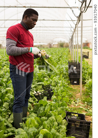 African-american worker cleans mangold on plantation 93917040